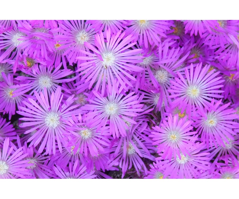 Purple Iceplant